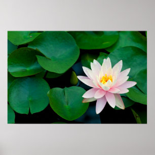 Poster Lys Lotus Flower et Lily
