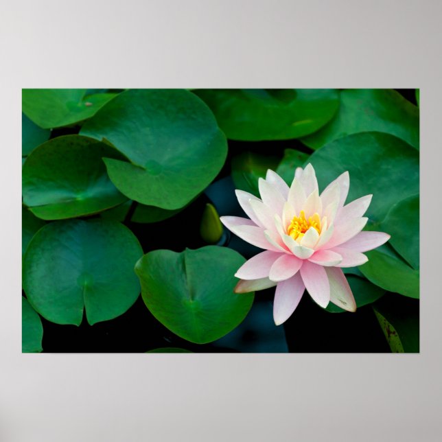 Poster Lys Lotus Flower et Lily (Devant)