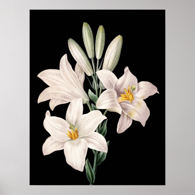 Poster Lys noirs et blancs spectaculaires (Devant)