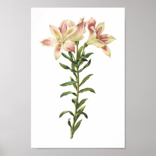 Poster Lys péruviens (Alstromeria pelegrina) par Redouté