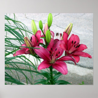 Poster Lys roses