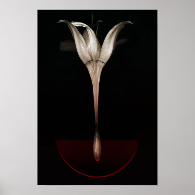 Poster Lys saignant 2013 (Devant)