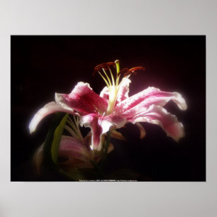 Poster lys stargazers #15