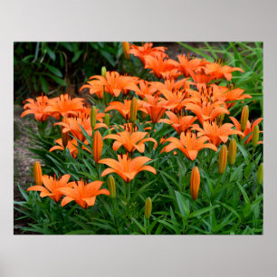 Poster Lys Vibrant Orange Asian