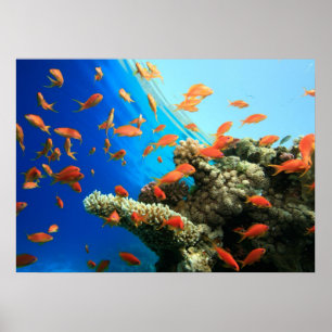 Poster Lyshopping anthias sur la barrière de corail