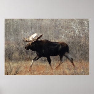 Poster M10 Bull moose