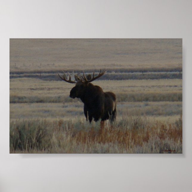 Poster M1 Bull Moose Big Bull (Devant)