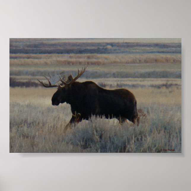Poster M2 Bull Moose (Devant)