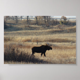 Poster M5 Bull Moose