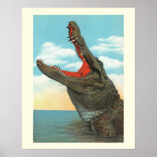 Poster M. Alligator