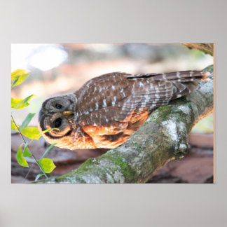 Poster M. Barred Owl au coucher du soleil (Effet pétrolie