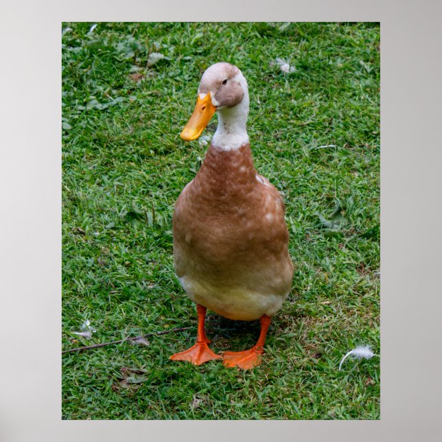 Poster M. Canard (Devant)