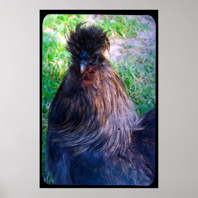 Poster M. Fluffy le coq Silkie (Devant)