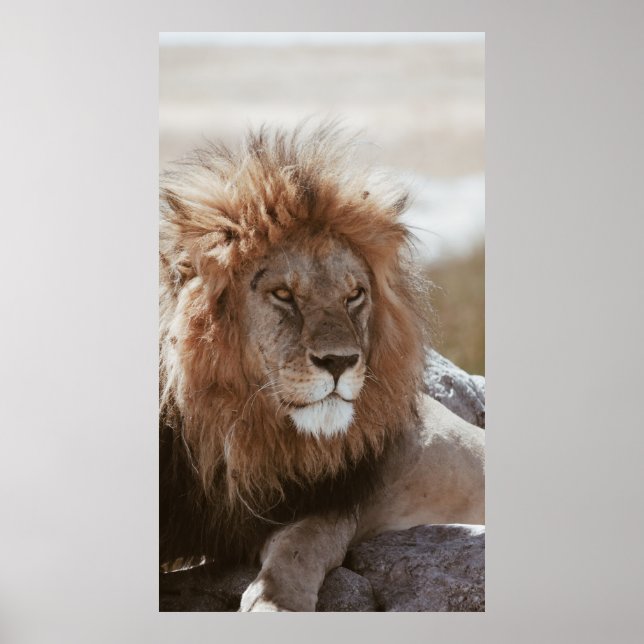 POSTER M. LION (Devant)