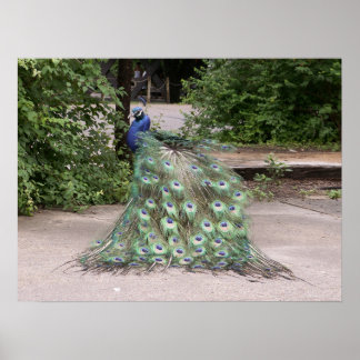 Poster M. Peacock frotte ses plumes