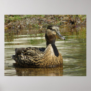 Poster M. Quack