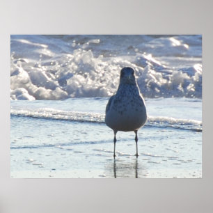 Poster M. Seagull