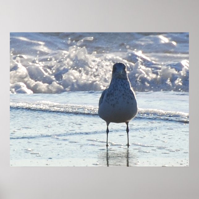Poster M. Seagull (Devant)