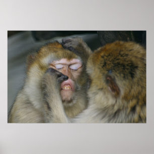 Poster Macaca sylvanus