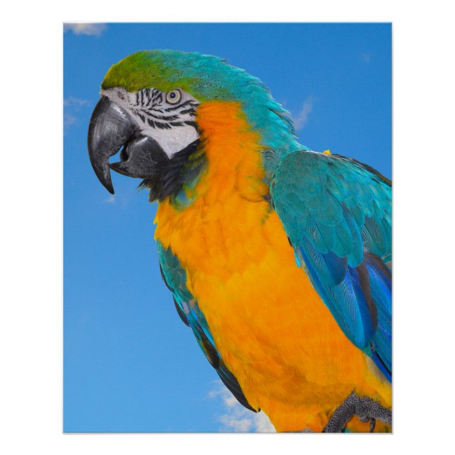 Poster Macao bleu et jaune (Devant)