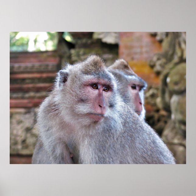 Poster Macaque balinais (Devant)