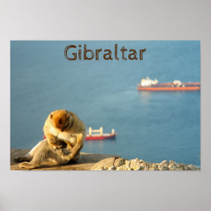 Poster Macaque de Gibraltar