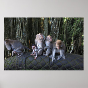 Poster Macaque Family