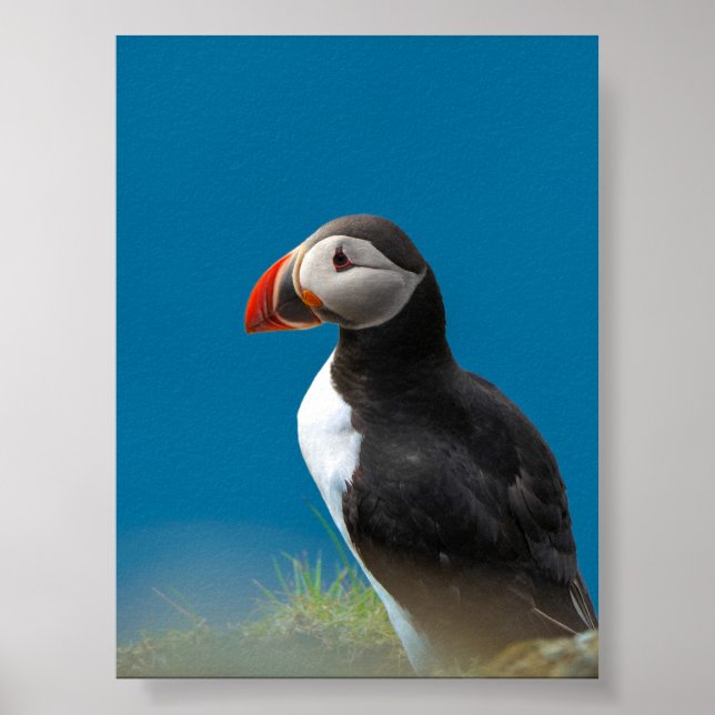 Poster Macareux (Devant)