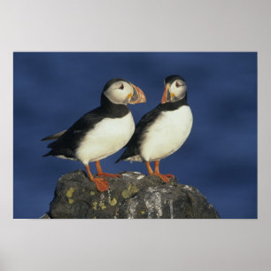 Poster Macareux atlantique