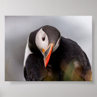 Poster Macareux en Islande