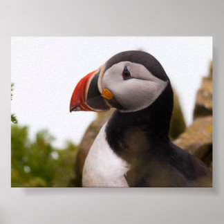 Poster Macareux en Islande