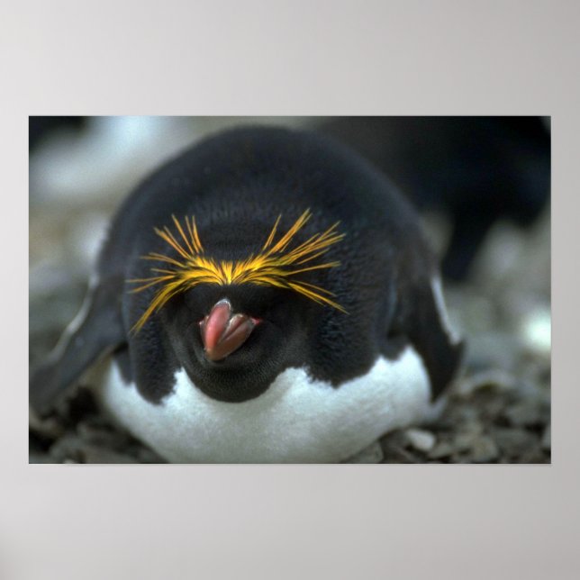 Poster Macaroni Penguin Assis Sur Un Oeuf (Devant)