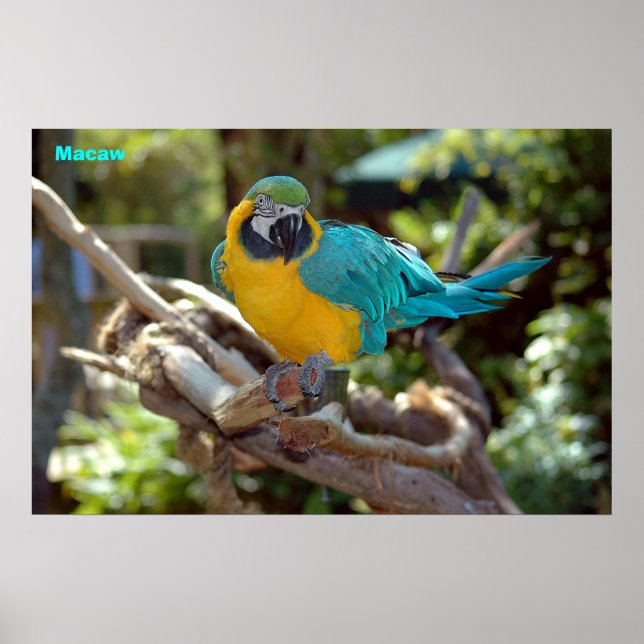 Poster Macaw (Devant)