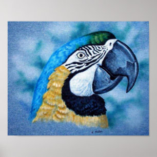 Poster Macaw