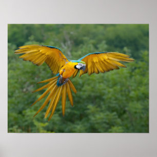 Poster Macaw bleu et or