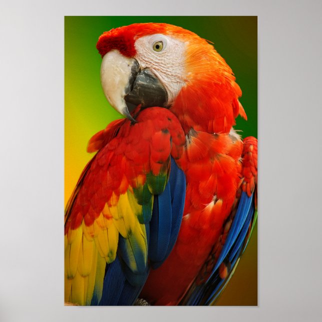 Poster Macaw coloré (Devant)