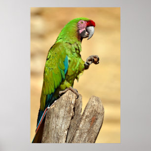 Poster Macaw militaire perché