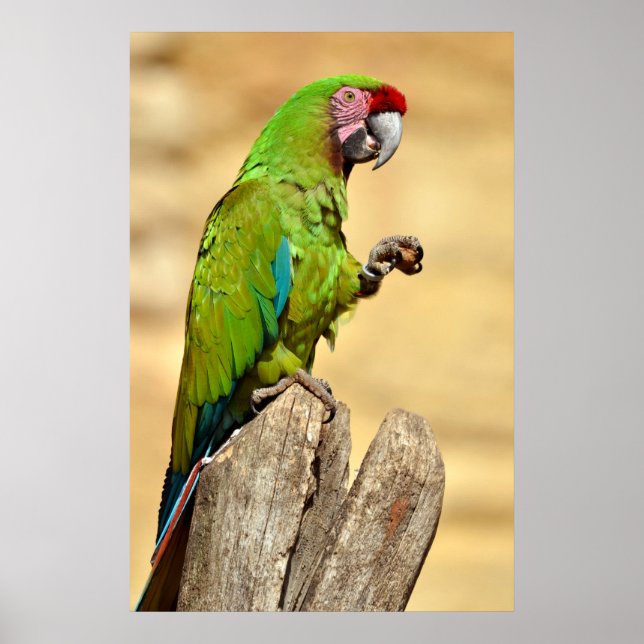 Poster Macaw militaire perché (Devant)