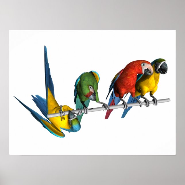 Poster Macaw Parrot (Devant)