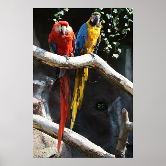 Poster Macaws (Devant)
