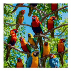 Poster Macaws et cacatoès colorés Forêt tropicale humide 
