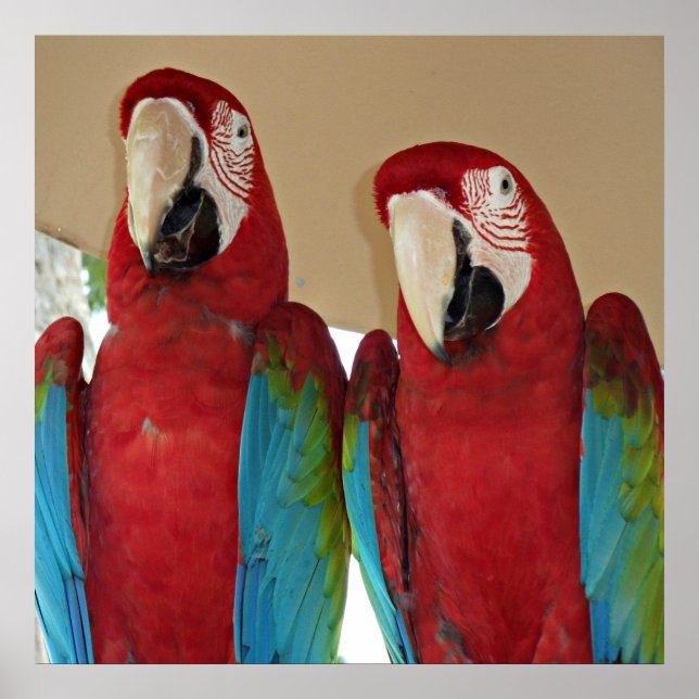 Poster Macaws rouges, bleus, verts (perroquets) (Devant)