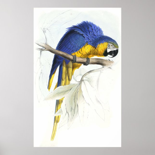 Poster Maccaw bleu et jaune par Edward Lear (Devant)