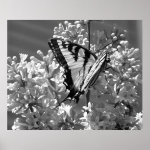 Poster Machaon de tigre