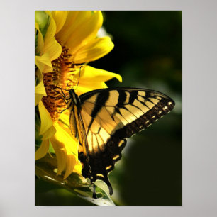 Poster Machaon de tigre