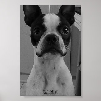 Poster Macho the Boston Terrier