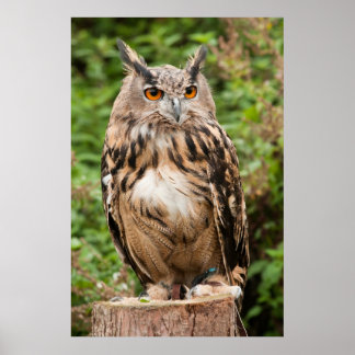 POSTER MACKINDER EAGLE OWL