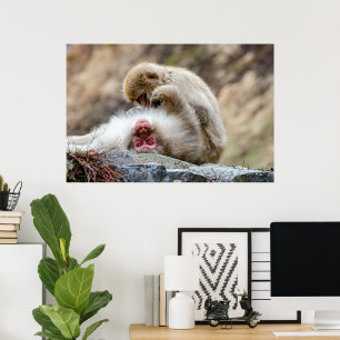 Poster Macque Monkey, La Bonne Vie