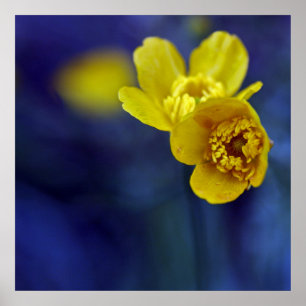 Poster Macro à fleurs à boutons jaunes sur fond bleu