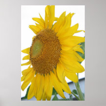 macro-art de tournesol jaune